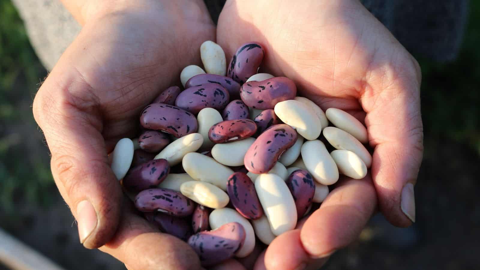 Hands holding a mix of purple-speckled and white beans with dirt on the fingers.