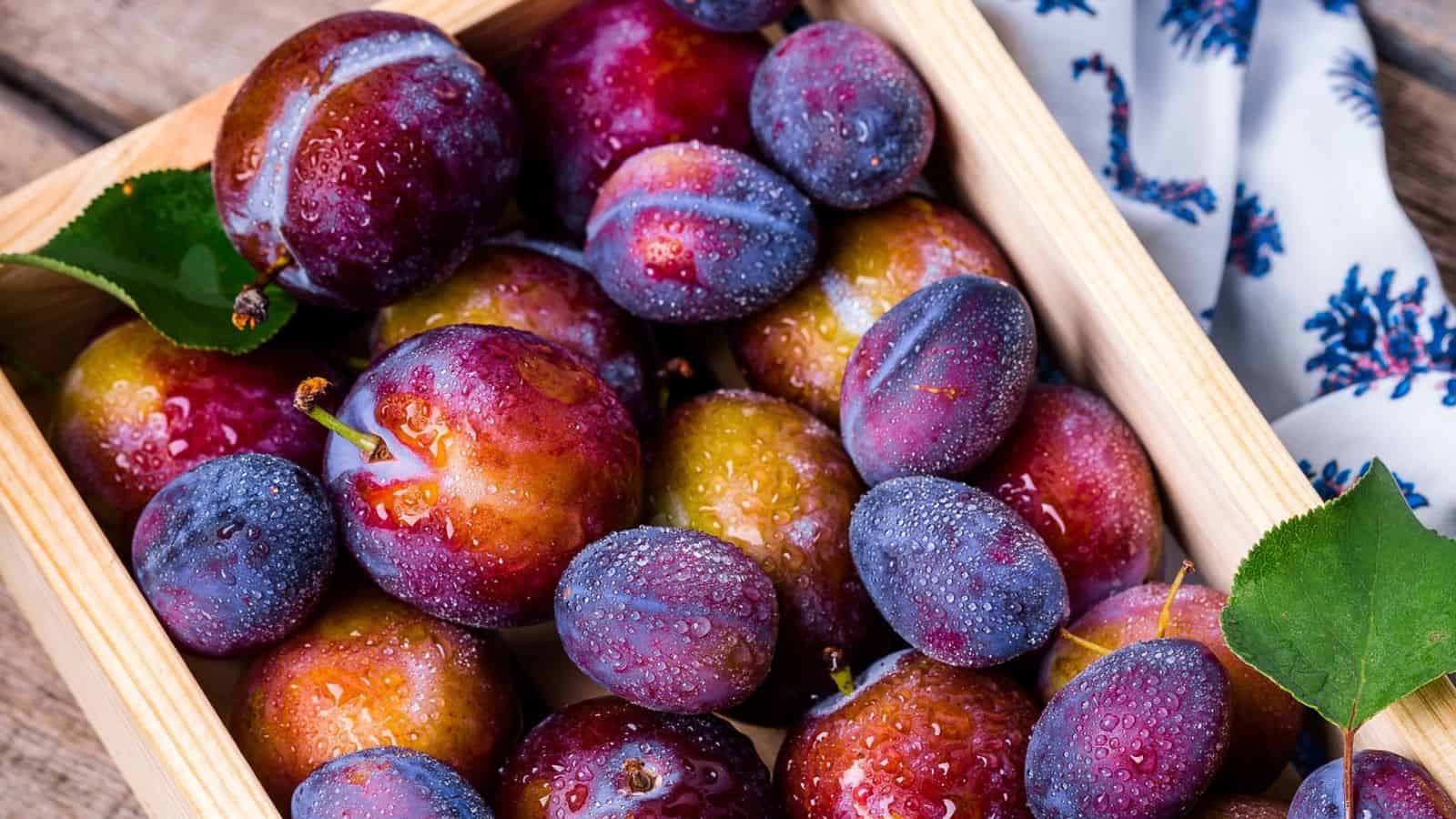 A wooden box filled with various plum varieties, some red and others purple, covered with water droplets. A cloth with a blue pattern is partially visible on the right.