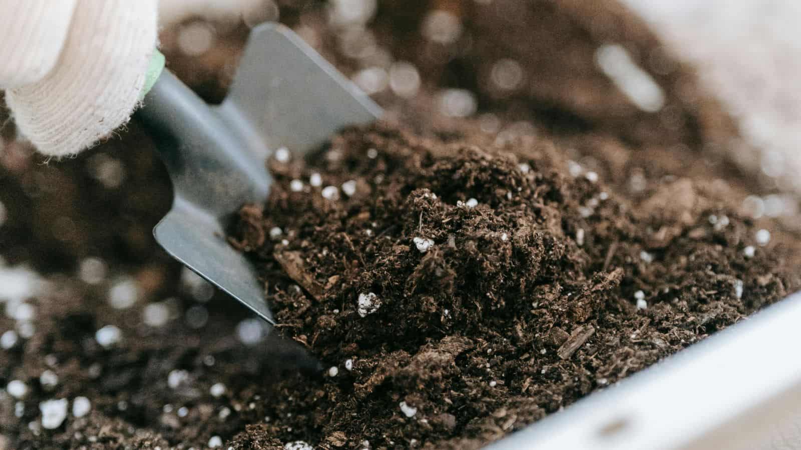 Close-up of a hand in a glove holding a small trowel with soil, ready for planting.