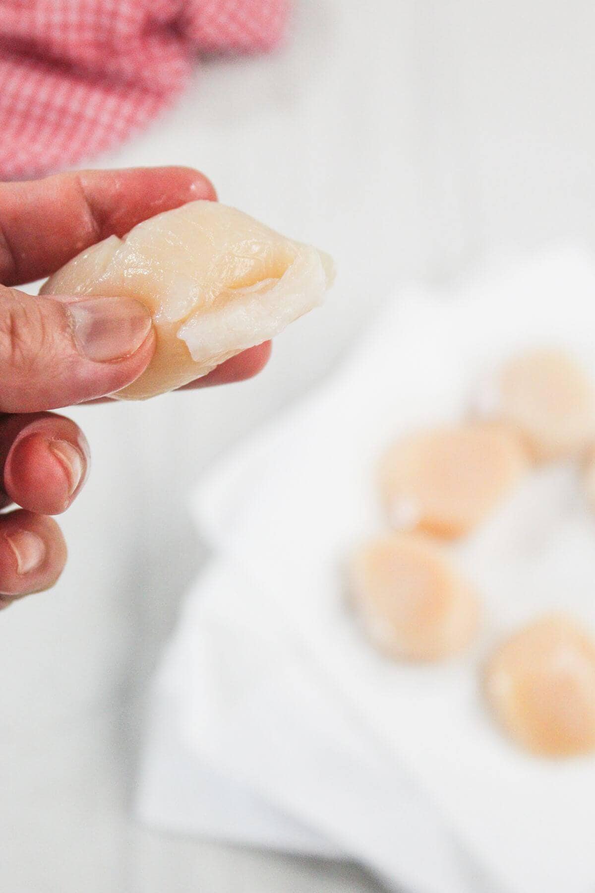 A hand holding a raw scallop above a white surface with more raw scallops on a paper towel in the background.